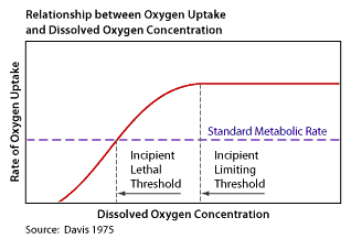 Relationship between oxygen uptake and dissolved oxygen concentration