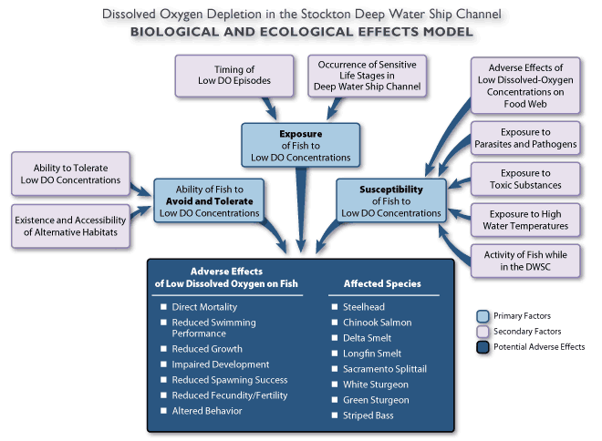 Biological and ecological effects model