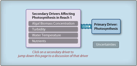 Reach 1 photosynthesis diagram